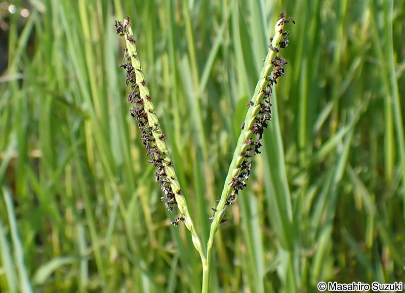 キシュウスズメノヒエ Paspalum distichum