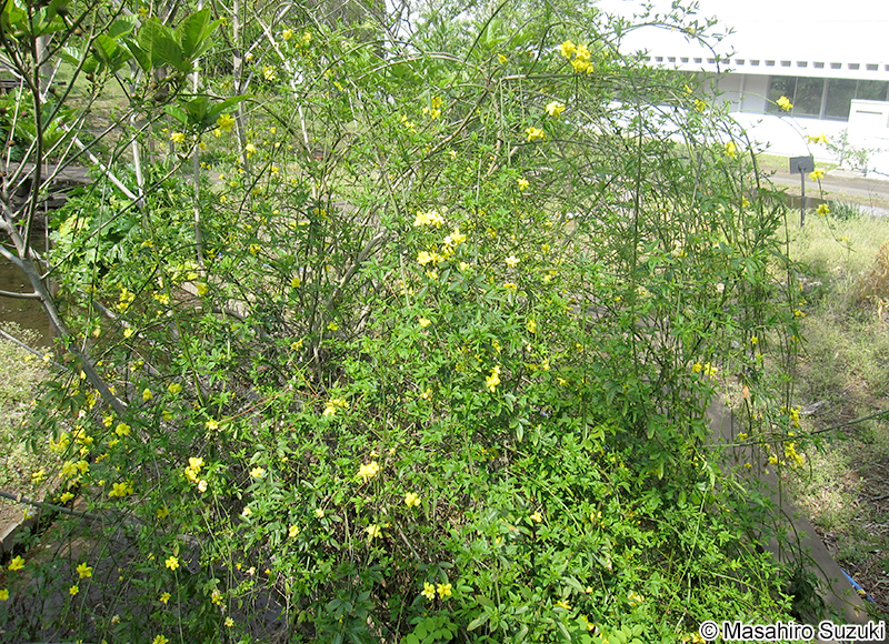 キソケイ Jasminum humile var. revolutum
