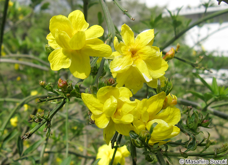 キソケイ Jasminum humile var. revolutum
