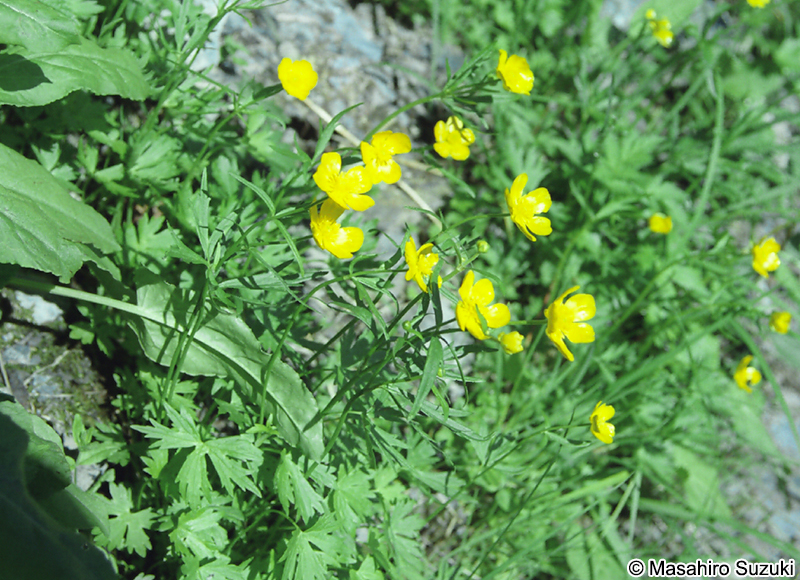 キタダケキンポウゲ Ranunculus kitadakeanus