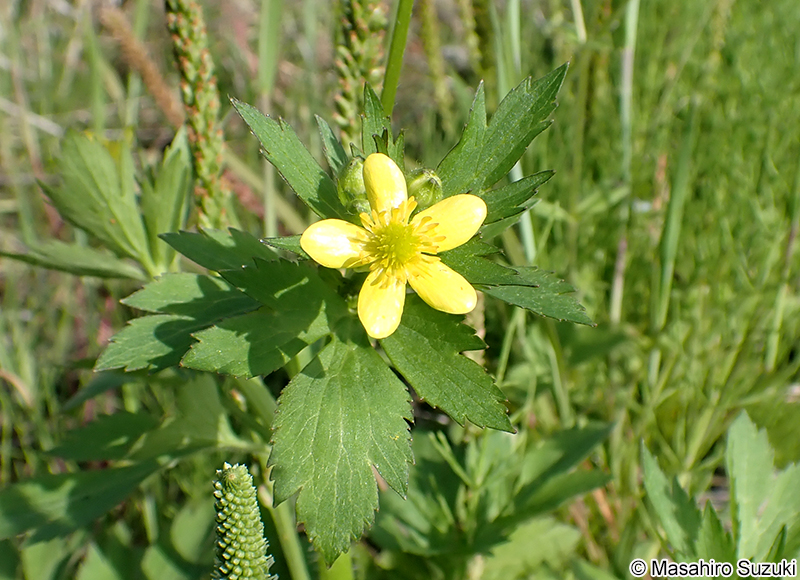 キツネノボタン Ranunculus silerifolius var. glaber