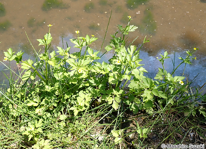 キツネノボタン Ranunculus silerifolius var. glaber