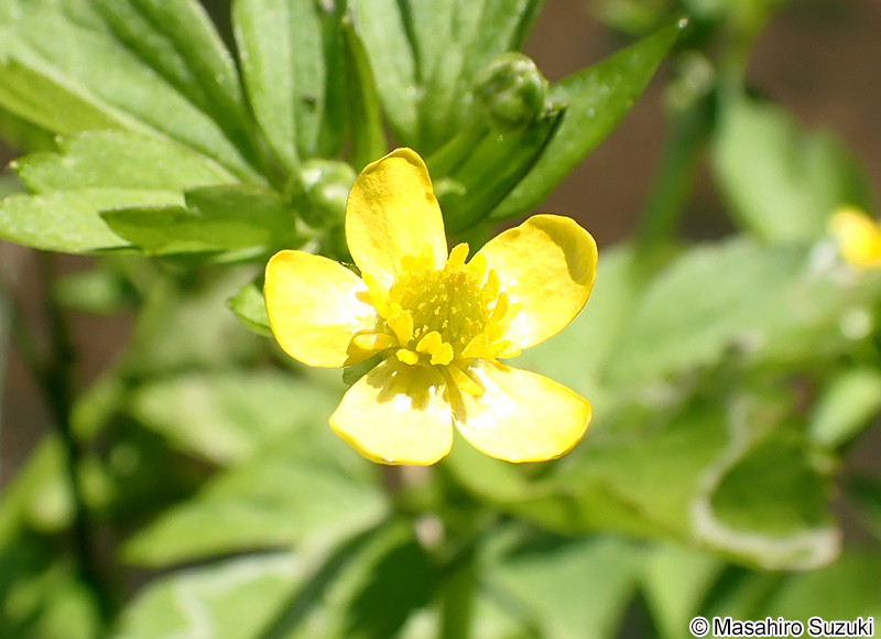 キツネノボタン Ranunculus silerifolius var. glaber