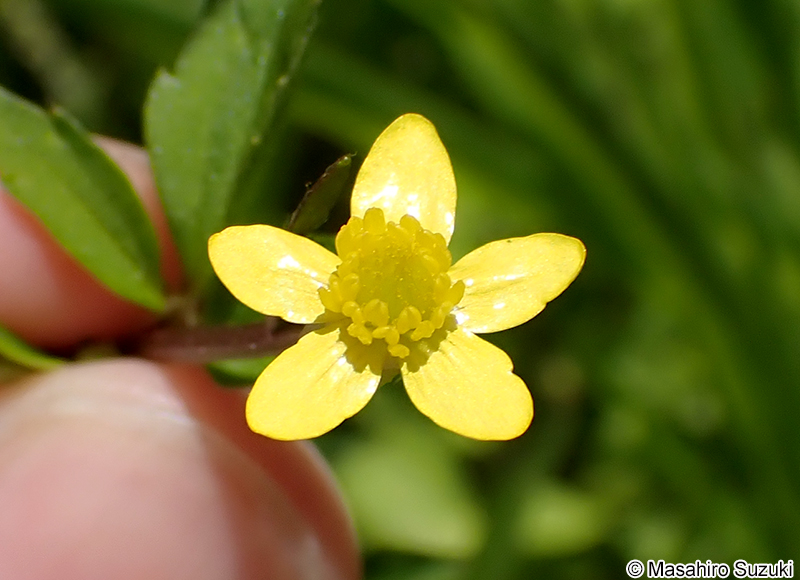キツネノボタン Ranunculus silerifolius var. glaber