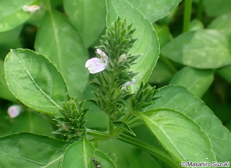 キツネノマゴ Justicia procumbens