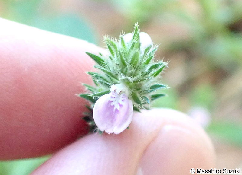 キツネノマゴ Justicia procumbens