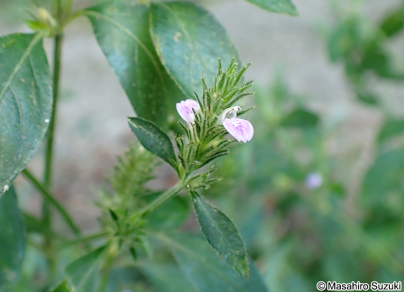 キツネノマゴ Justicia procumbens
