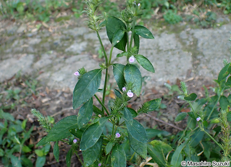 キツネノマゴ Justicia procumbens