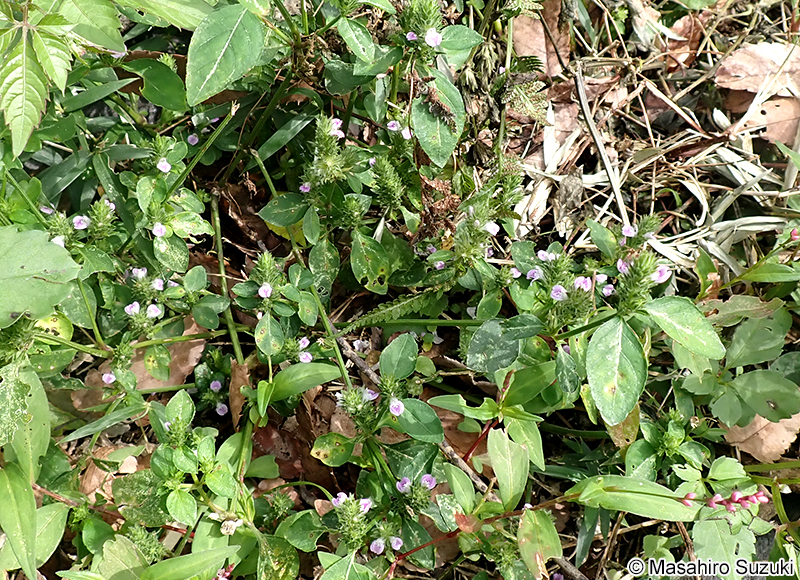 キツネノマゴ Justicia procumbens