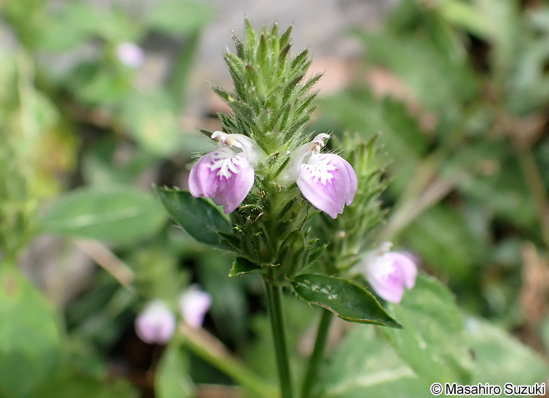 キツネノマゴ Justicia procumbens