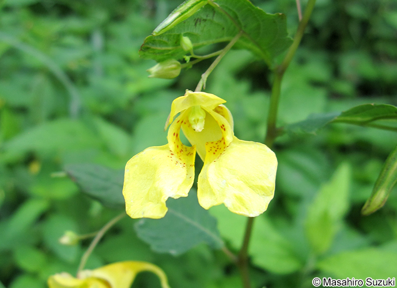キツリフネ Impatiens noli-tangere