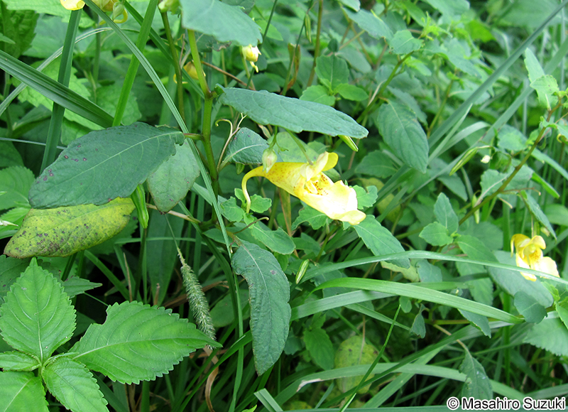 キツリフネ Impatiens noli-tangere