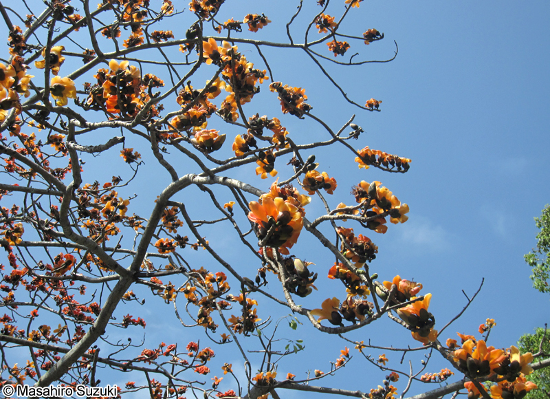 キワタ Bombax ceiba