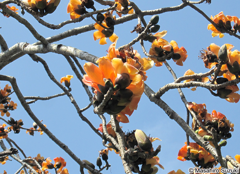 キワタ Bombax ceiba