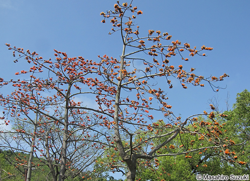キワタ Bombax ceiba