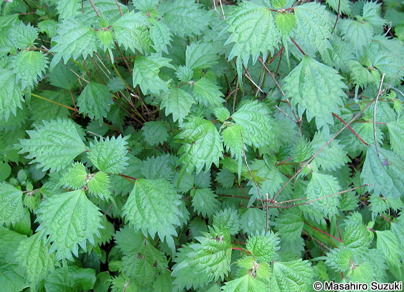 コアカソ Boehmeria spicata