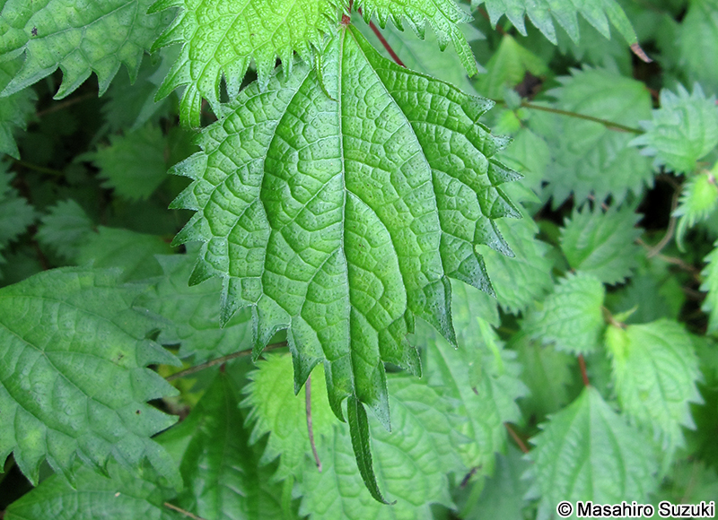 コアカソ Boehmeria spicata