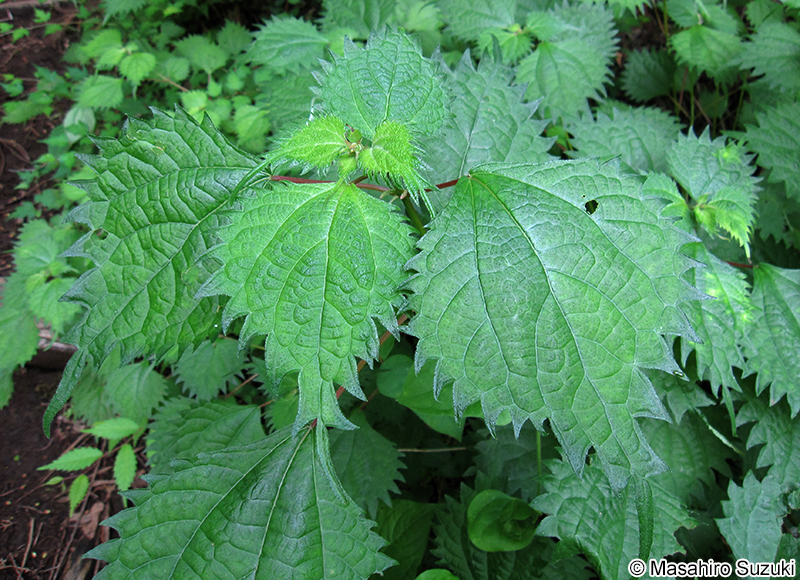 コアカソ Boehmeria spicata