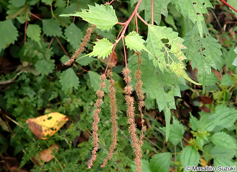 コアカソ Boehmeria spicata
