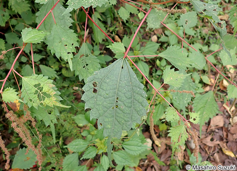 コアカソ Boehmeria spicata