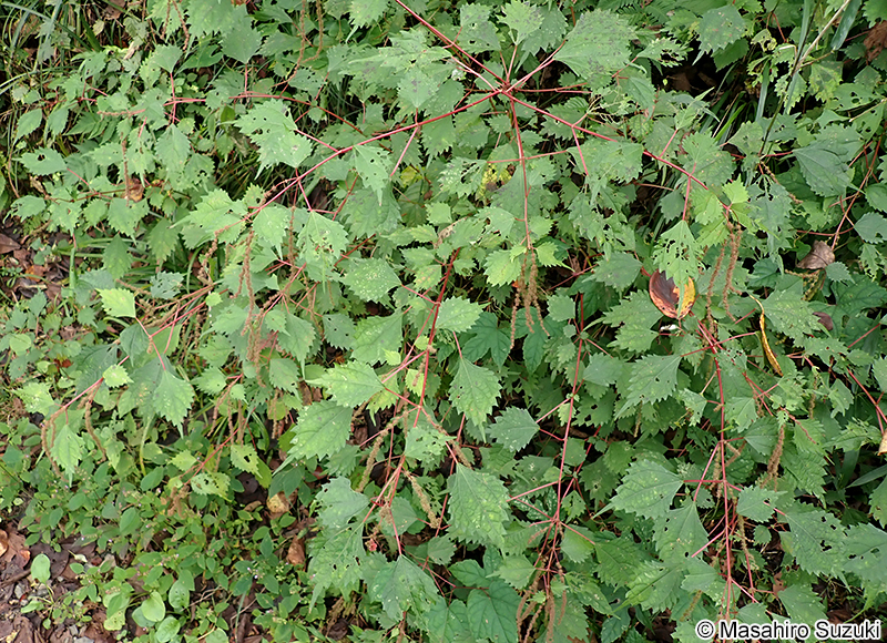 コアカソ Boehmeria spicata