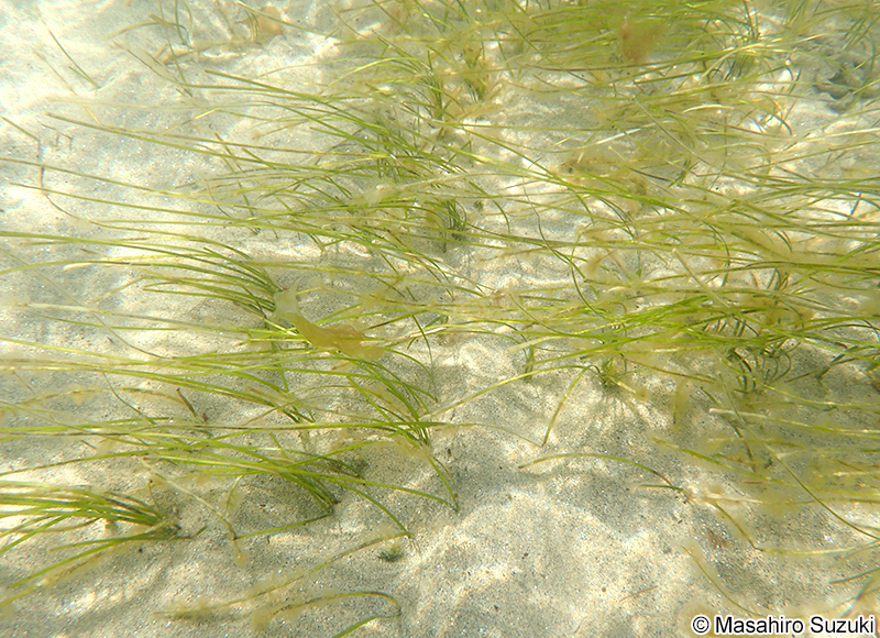 コアマモ Zostera japonica