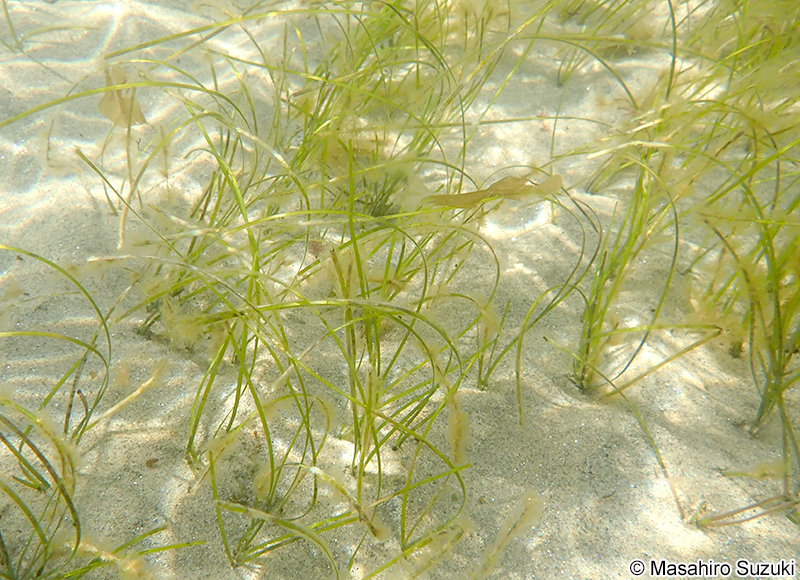 コアマモ Zostera japonica
