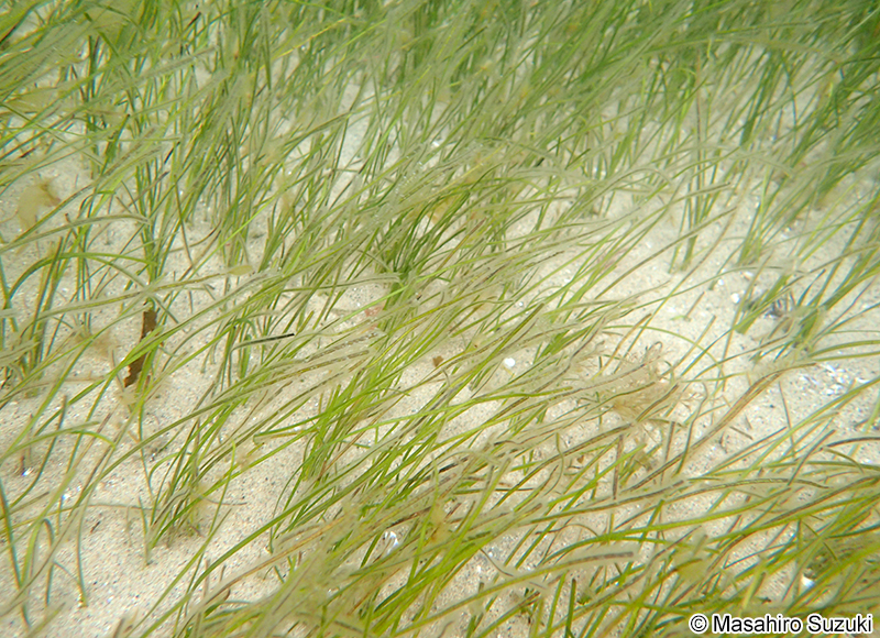 コアマモ Zostera japonica