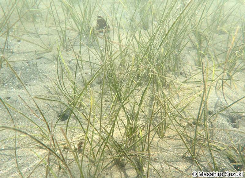 コアマモ Zostera japonica