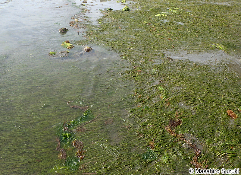 コアマモ Zostera japonica
