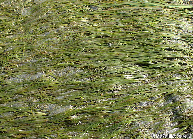 コアマモ Zostera japonica