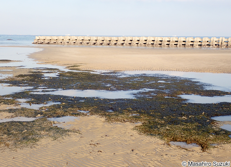 コアマモ Zostera japonica