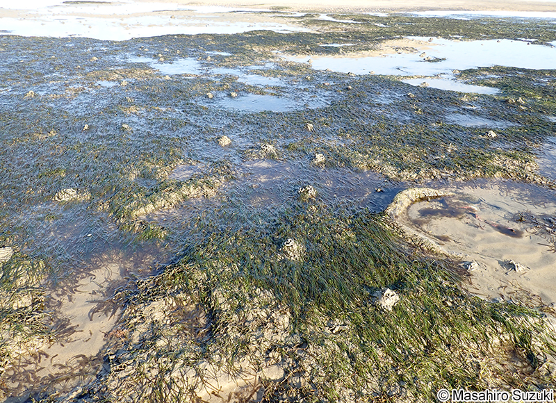 コアマモ Zostera japonica
