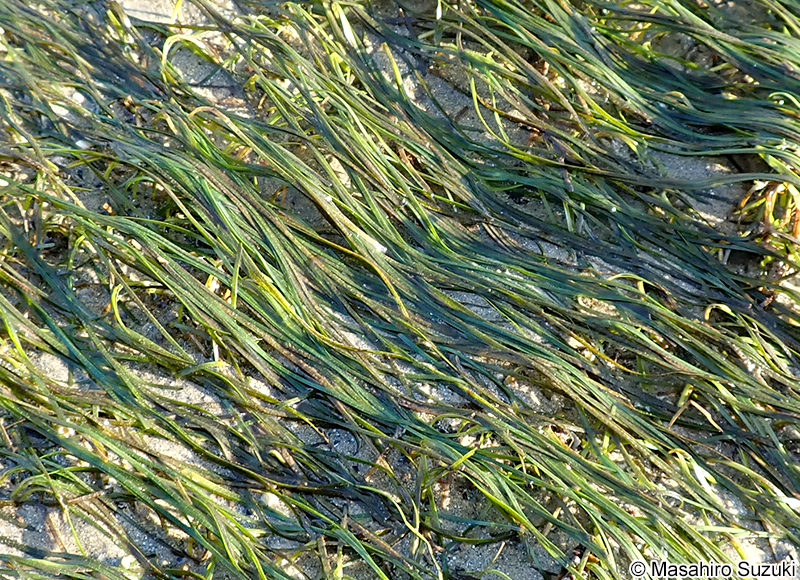 コアマモ Zostera japonica