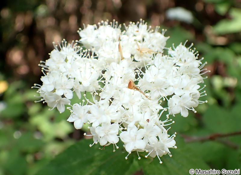 コバノガマズミ Viburnum erosum