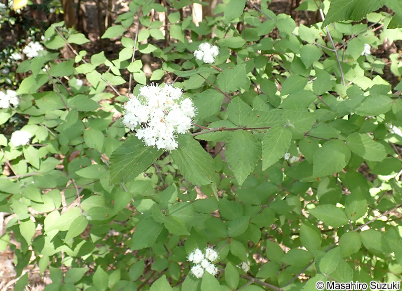 コバノガマズミ Viburnum erosum