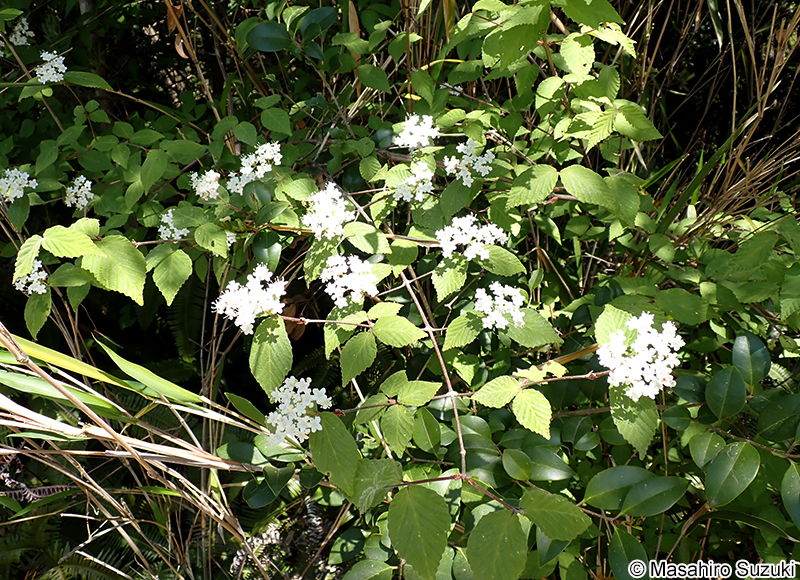コバノガマズミ Viburnum erosum