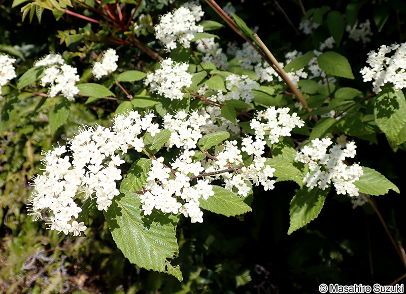 コバノガマズミ Viburnum erosum