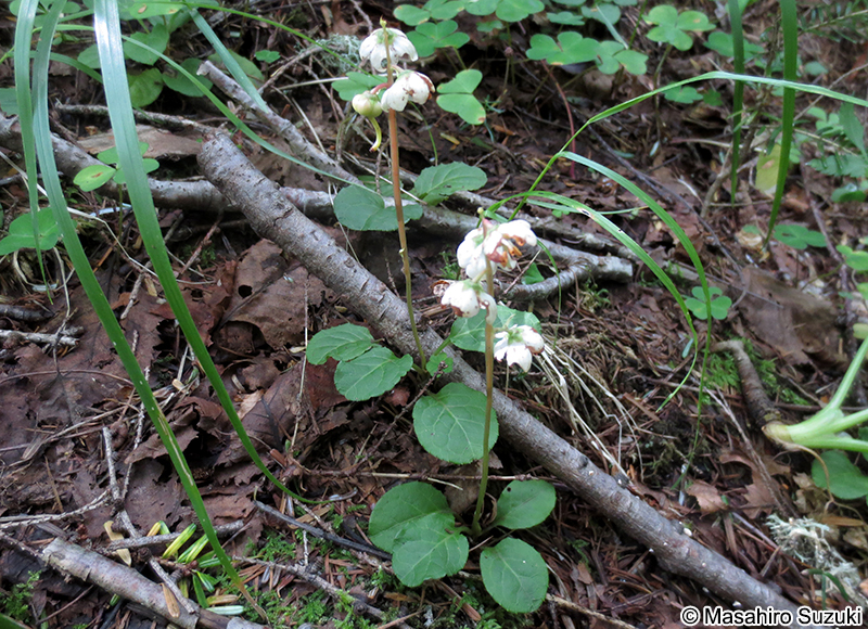 コバノイチヤクソウ Pyrola alpina