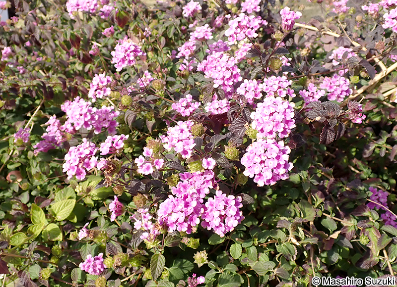 コバノランタナ Lantana montevidensis