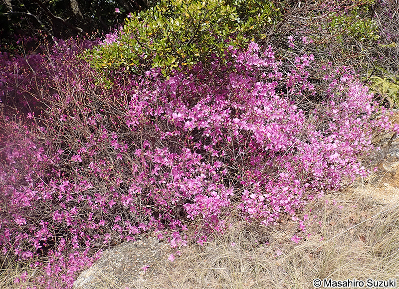 コバノミツバツツジ Rhododendron reticulatum