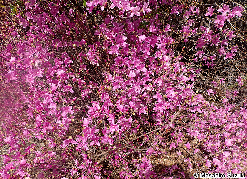 コバノミツバツツジ Rhododendron reticulatum