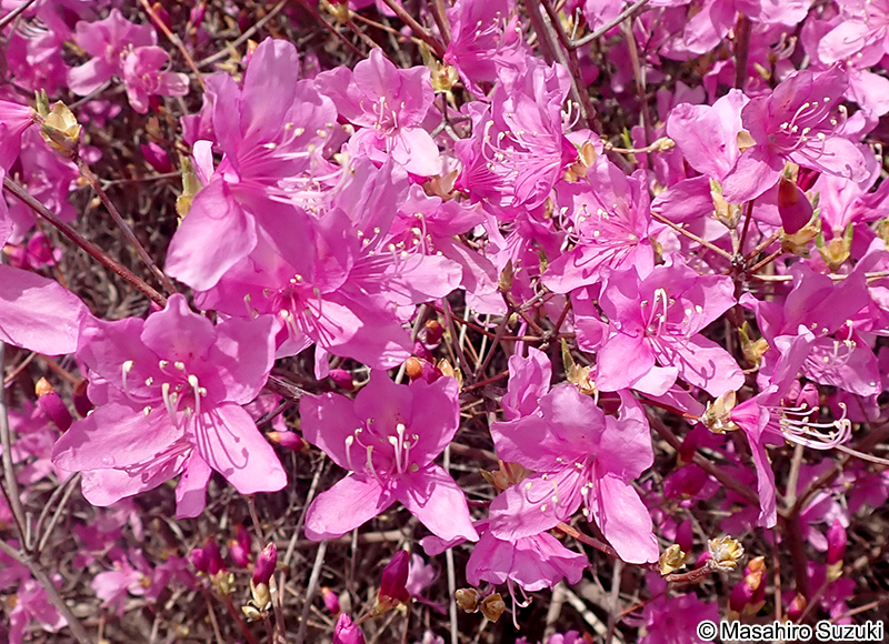 コバノミツバツツジ Rhododendron reticulatum
