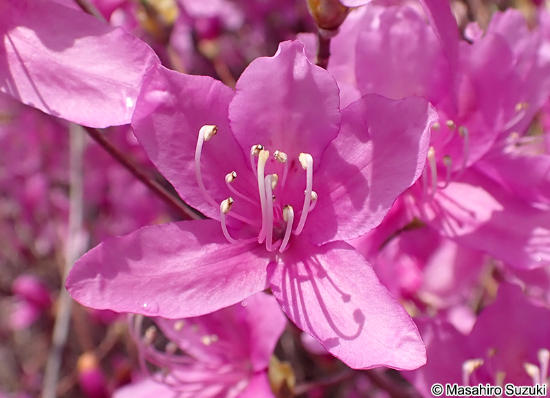 コバノミツバツツジ Rhododendron reticulatum