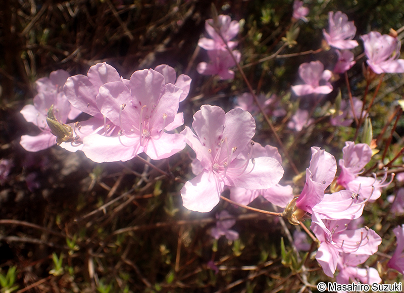 コバノミツバツツジ Rhododendron reticulatum