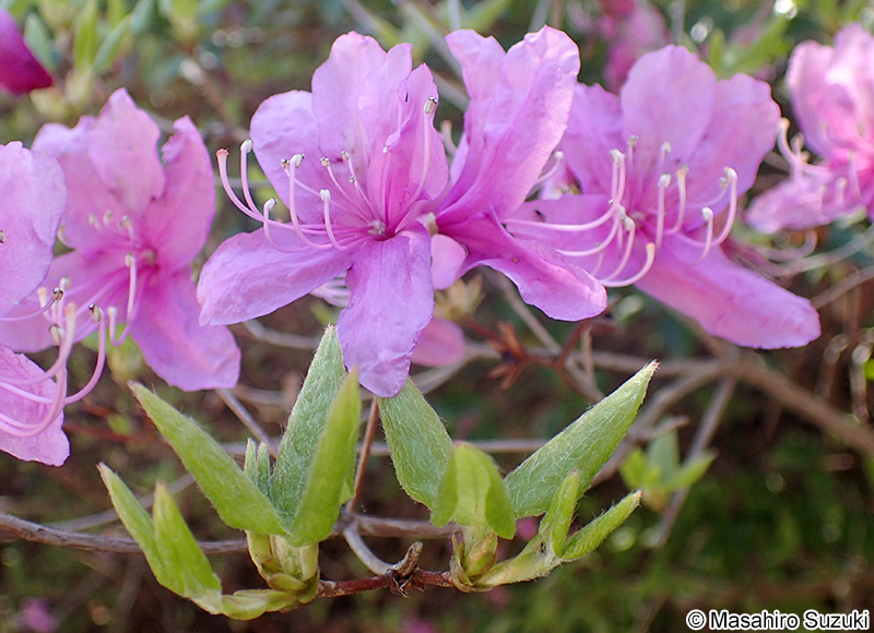 コバノミツバツツジ Rhododendron reticulatum