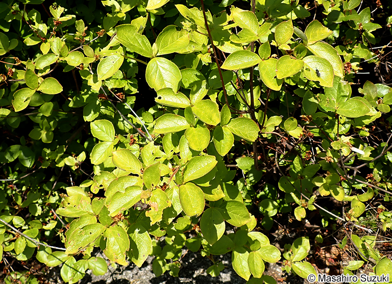 コバノミツバツツジ Rhododendron reticulatum