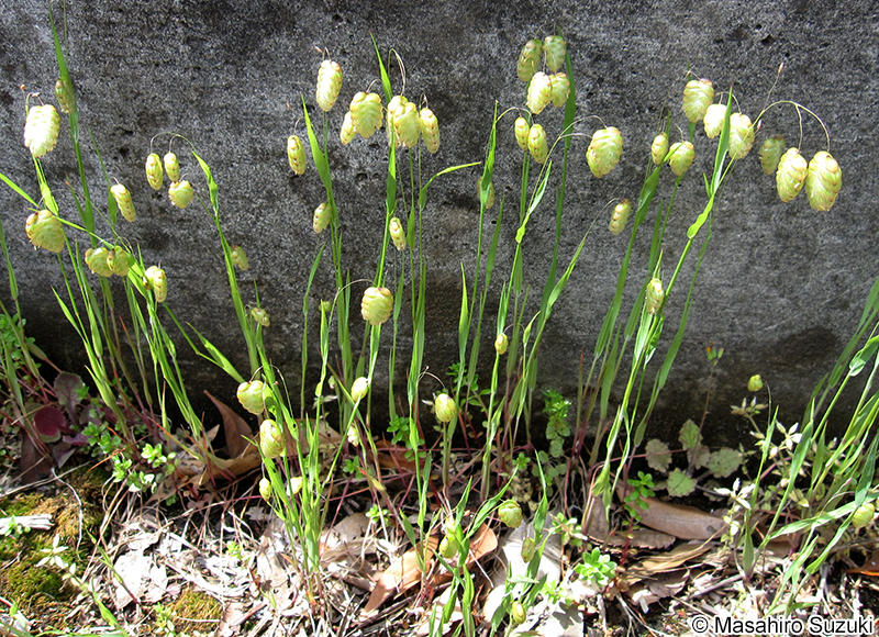 コバンソウ Briza maxima