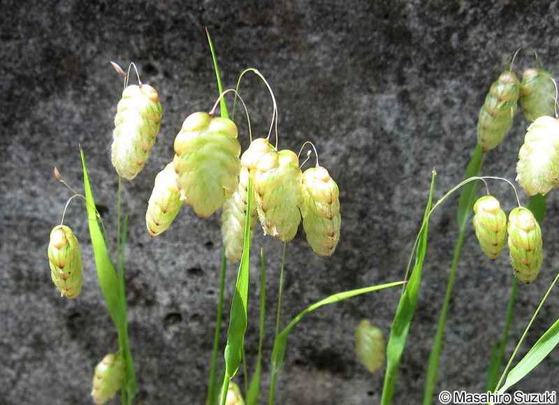 コバンソウ Briza maxima