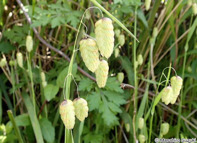 コバンソウ Briza maxima